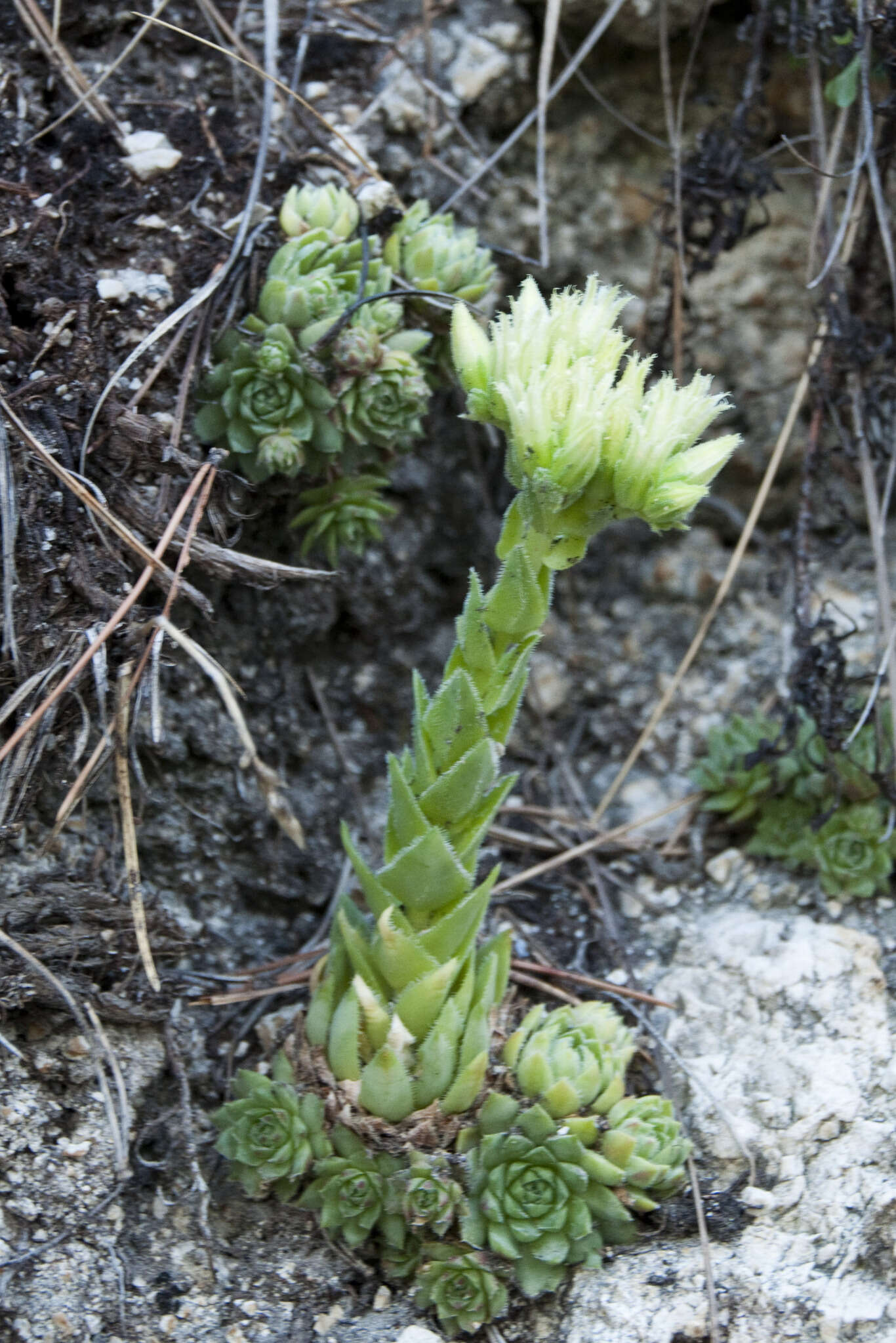 Image of Sempervivum globiferum subsp. hirtum (L.) H.