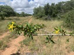 Imagem de Hugonia orientalis Engl.