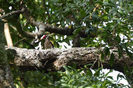 Image of Crimson-backed Flameback