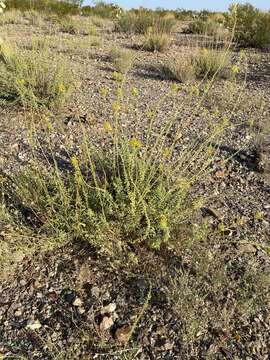 Image of Chiricahua Mountain Stinkweed