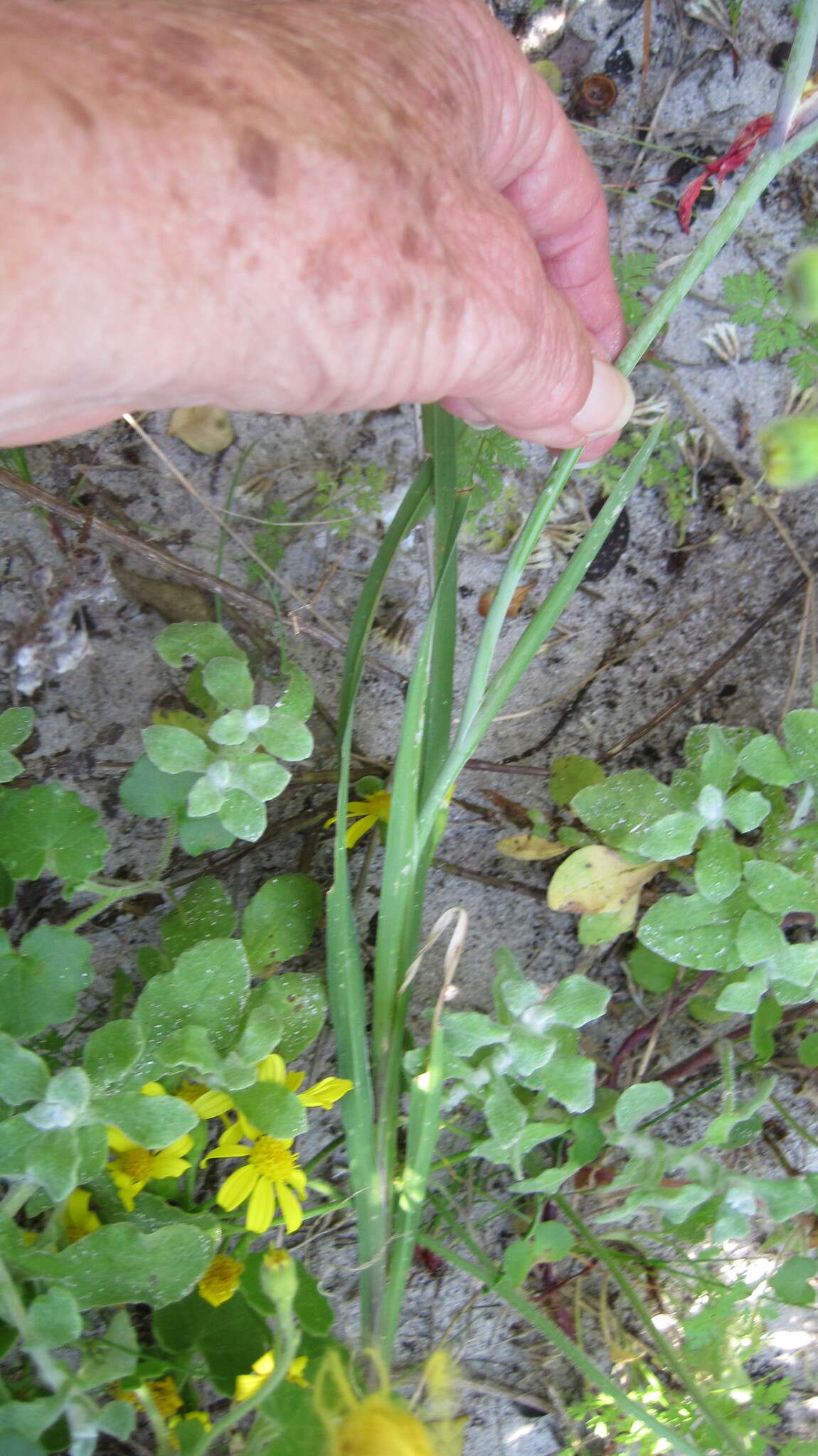 Plancia ëd Gladiolus cunonius (L.) Gaertn.