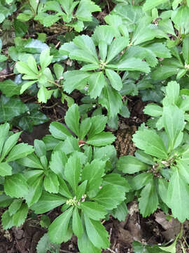 Image of Japanese pachysandra