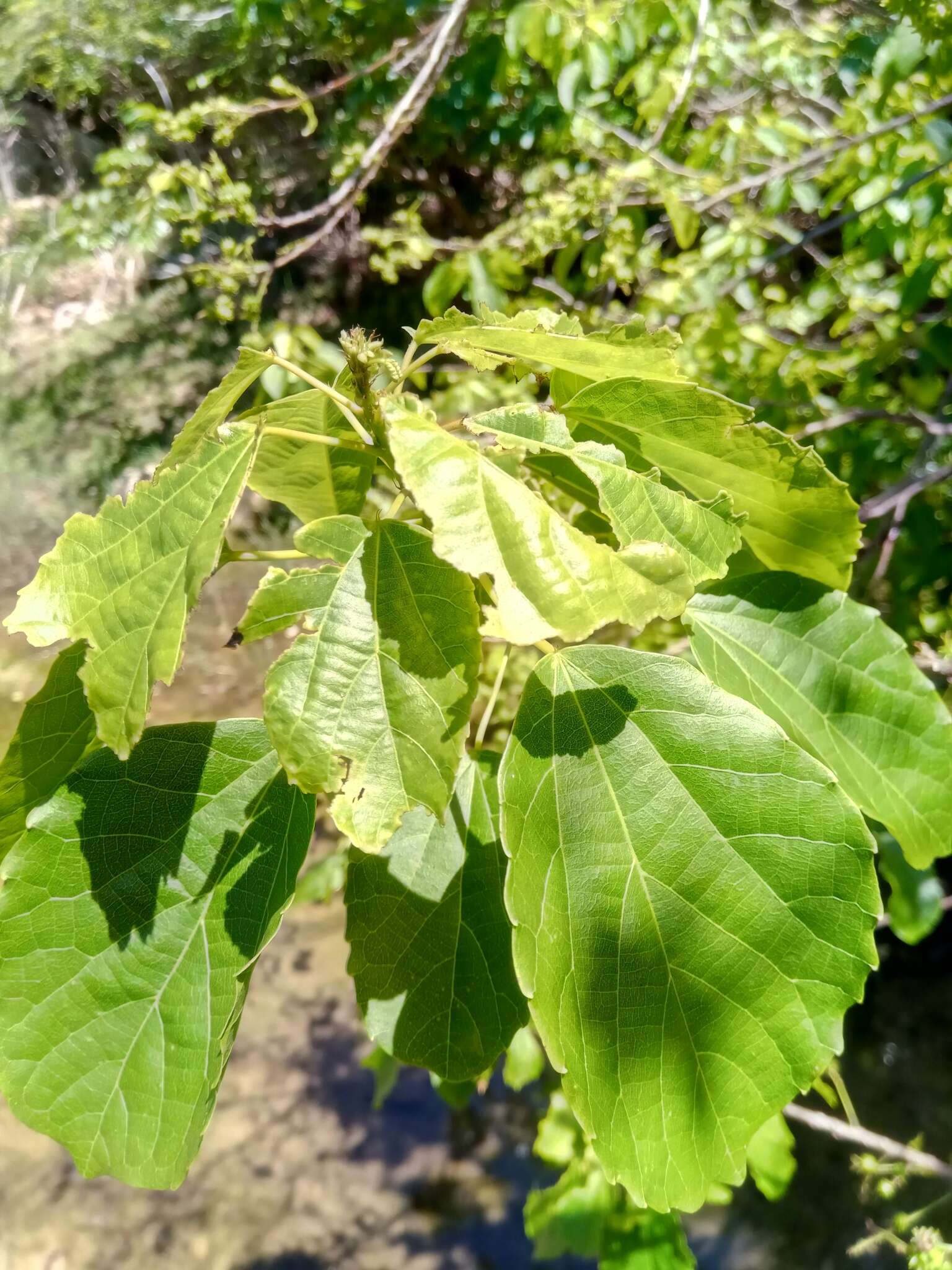 Слика од Alchornea alnifolia (Bojer ex Baill.) Pax & K. Hoffm.