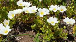 Image of Parish's slender meadowfoam