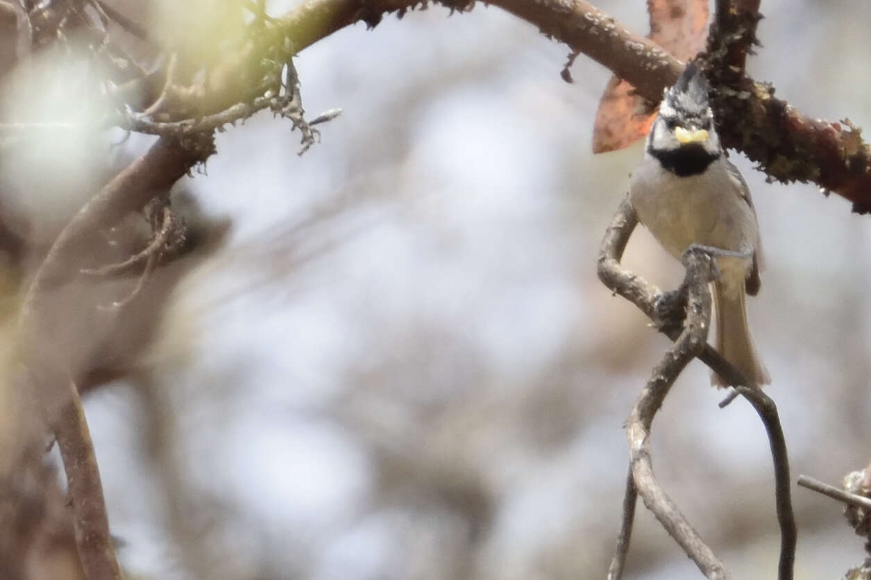 Imagem de Baeolophus wollweberi (Bonaparte 1850)