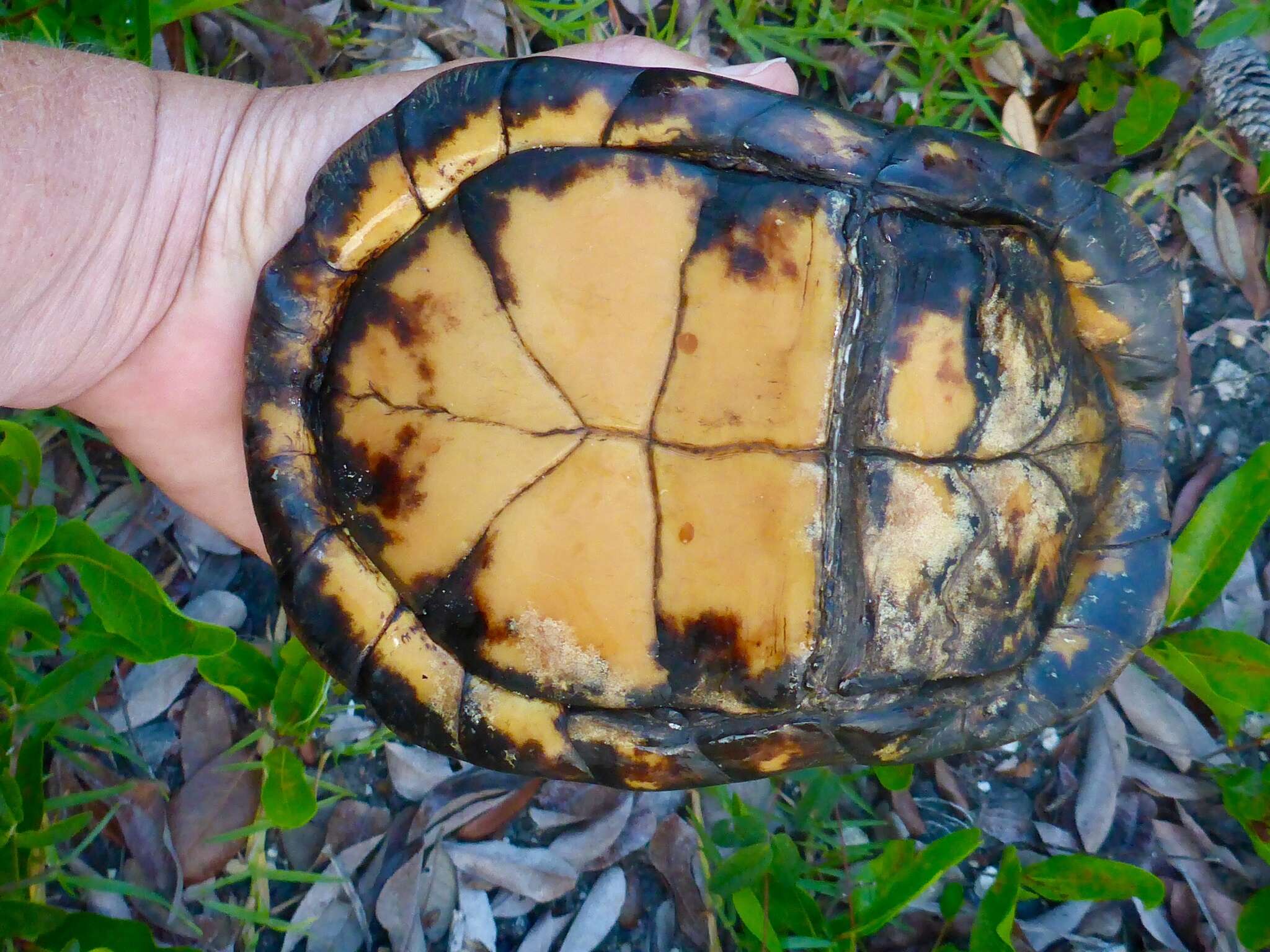 Image of Gulf Coast box turtle