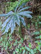 Image of Arisaema consanguineum Schott