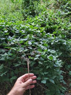 Image of Chaerophyllum nodosum (L.) Crantz