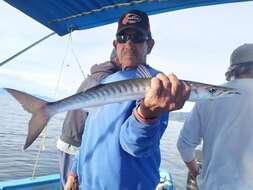 Image of Cortez barracuda