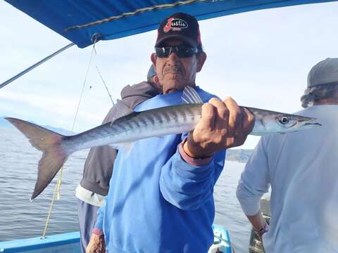 Image of Cortez barracuda