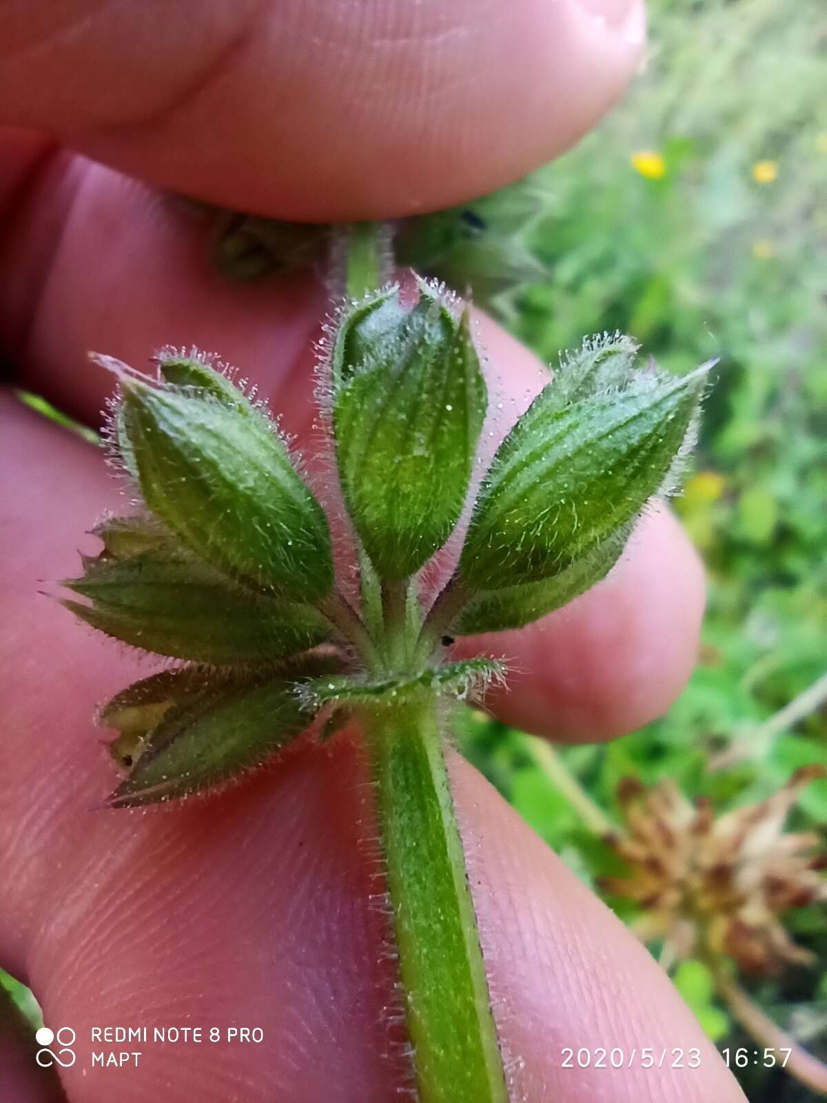 Imagem de Salvia sclareoides Brot.