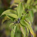 Image of Barnadesia odorata Griseb.