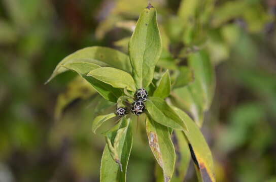 Image of Barnadesia odorata Griseb.