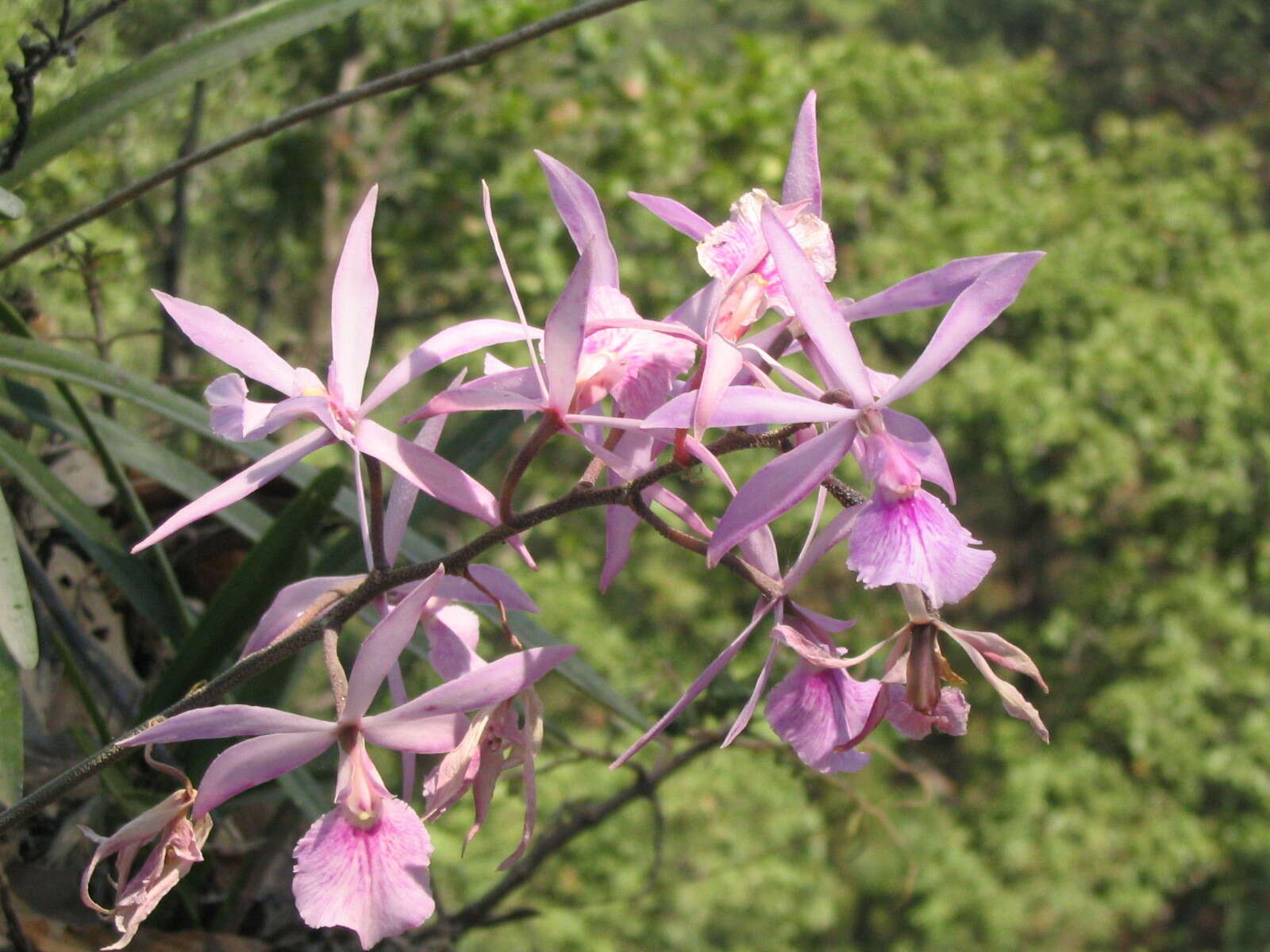 Image of Encyclia adenocaula (Lex.) Schltr.