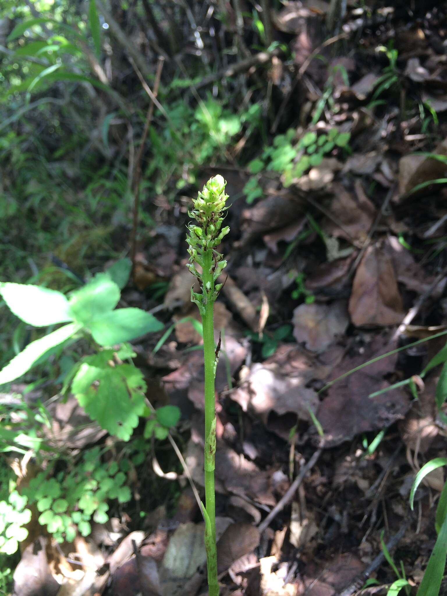 Plancia ëd Ponthieva mexicana (A. Rich. & Galeotti) Salazar