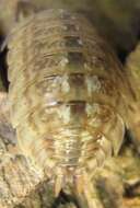 Image of Porcellio monticola Lereboullet 1853