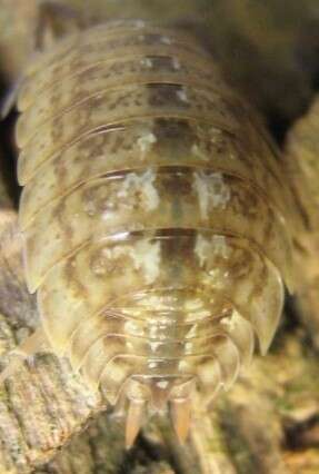 Image of Porcellio monticola Lereboullet 1853