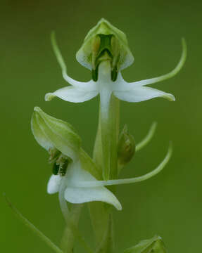 Image of Habenaria diphylla (Nimmo) Dalzell