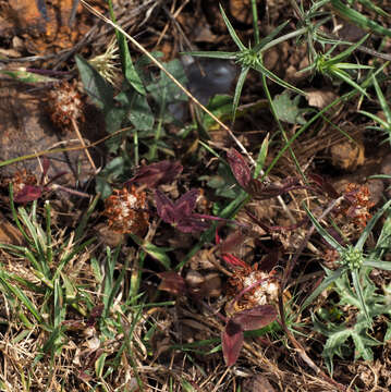 Image of Trifolium physodes M. Bieb.