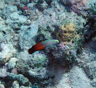 Image of Fire Dartfish