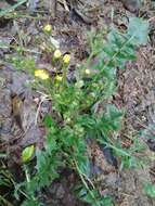 Image of Crepis vesicaria subsp. taraxacifolia (Thuill.) Thell.