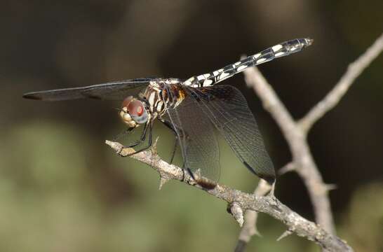 Image of Checkered Setwing