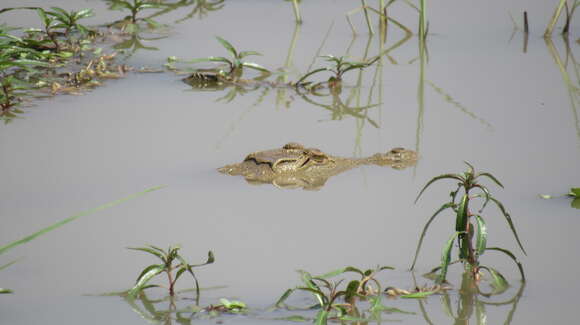 Crocodylus niloticus africanus Laurenti 1768 resmi