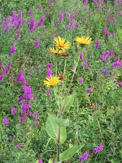 Inula helenium L. resmi