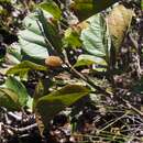 Image of <i>Croton alchorneifolius</i> Radcl.-Sm. & Gen. Croton Madag. Comoro
