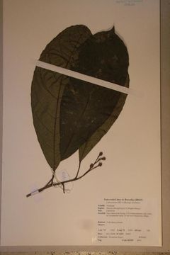 Image of <i>Rinorea oblongifolia</i> (C. H. Wright) Marquand
