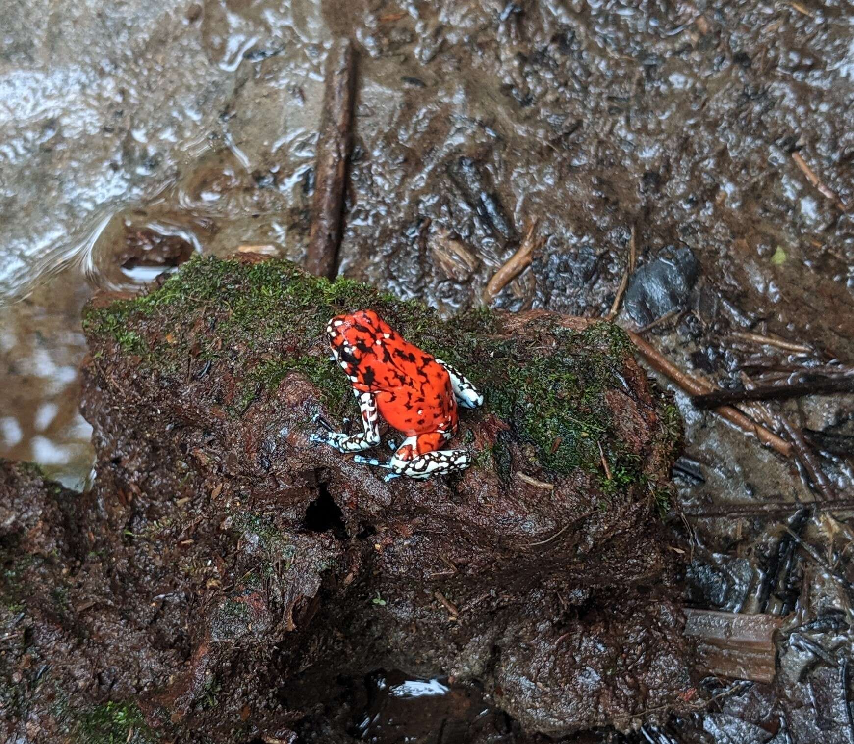 Image of Pichincha poison frog