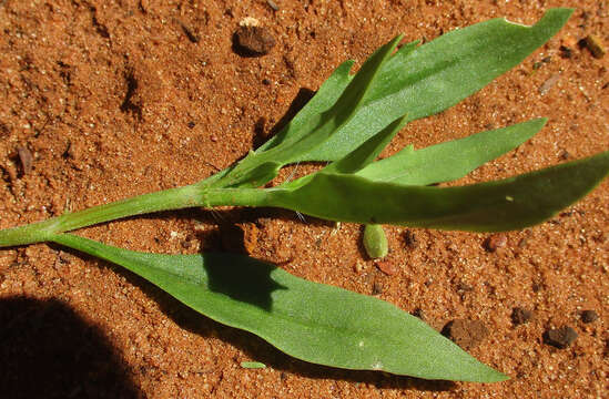 Image of Oxygonum alatum Burch.