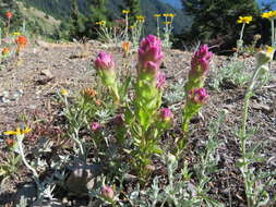 Image of mountain owl's-clover