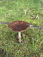 Image of Amanita ibotengutake T. Oda, C. Tanaka & Tsuda 2002