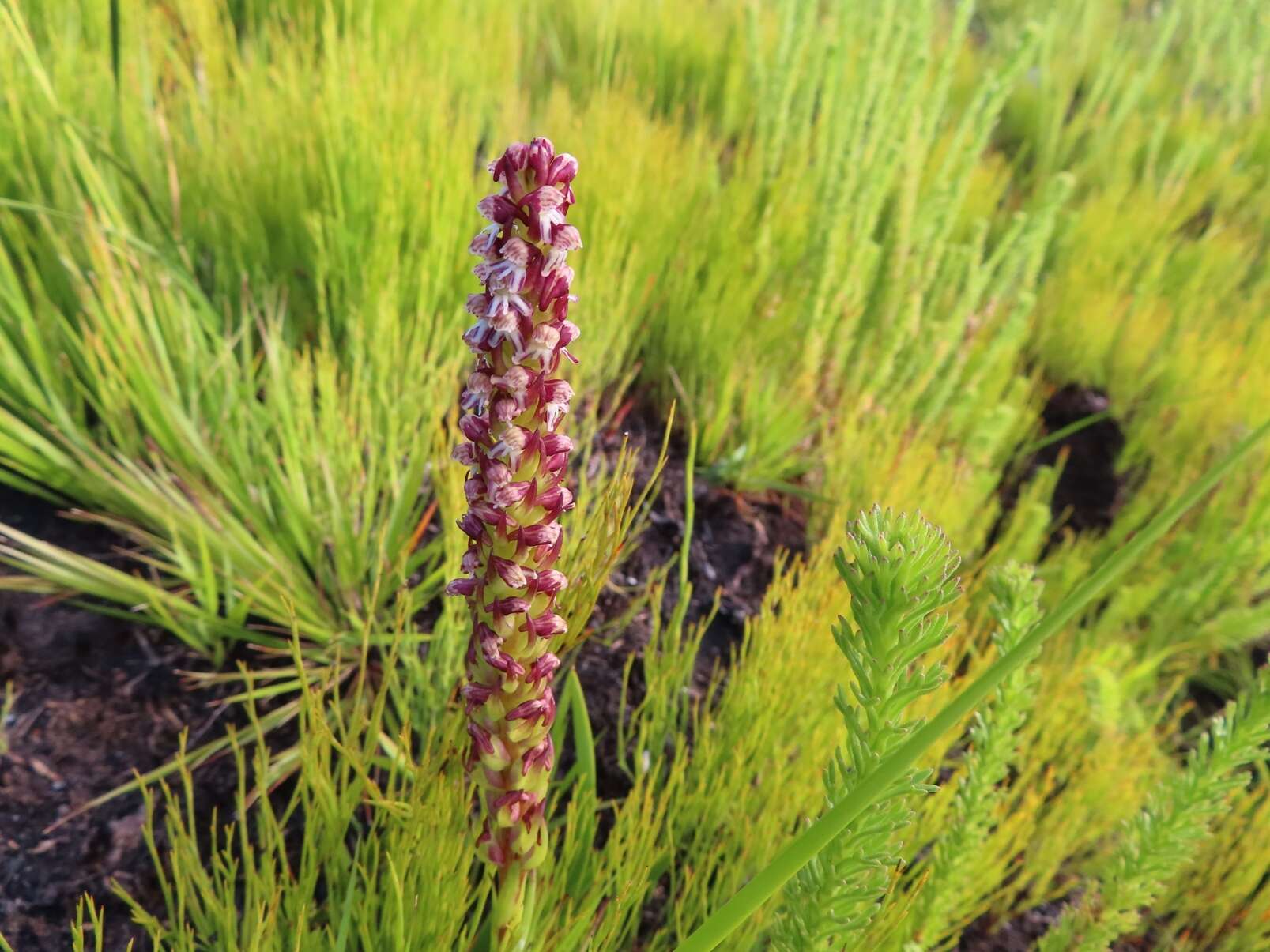 Image of Disa obtusa subsp. picta (Sond.) H. P. Linder