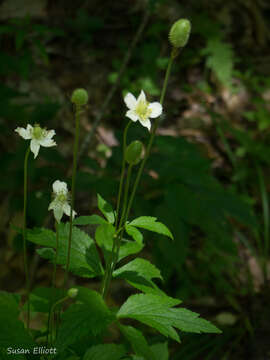 Image of tall thimbleweed