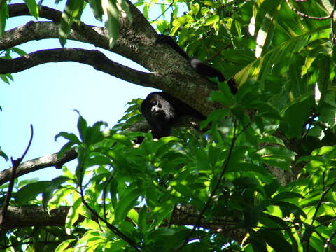 Image of Alouatta palliata mexicana Merriam 1902