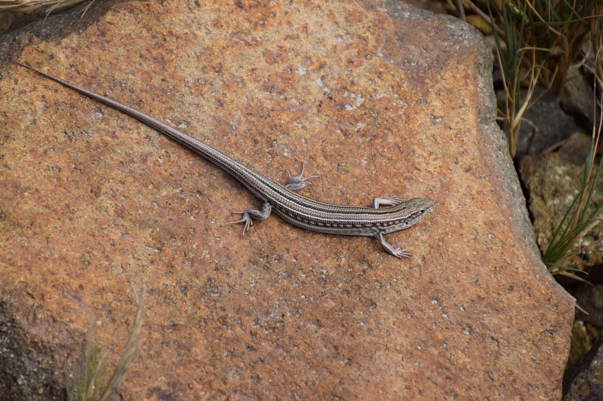 Image of Robust Ctenotus