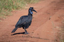 Image of Abyssinian Ground Hornbill