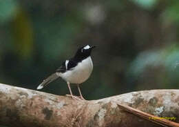 Image of Black-backed Forktail