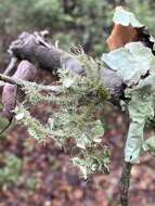 Image of <i>Usnea evansii</i>