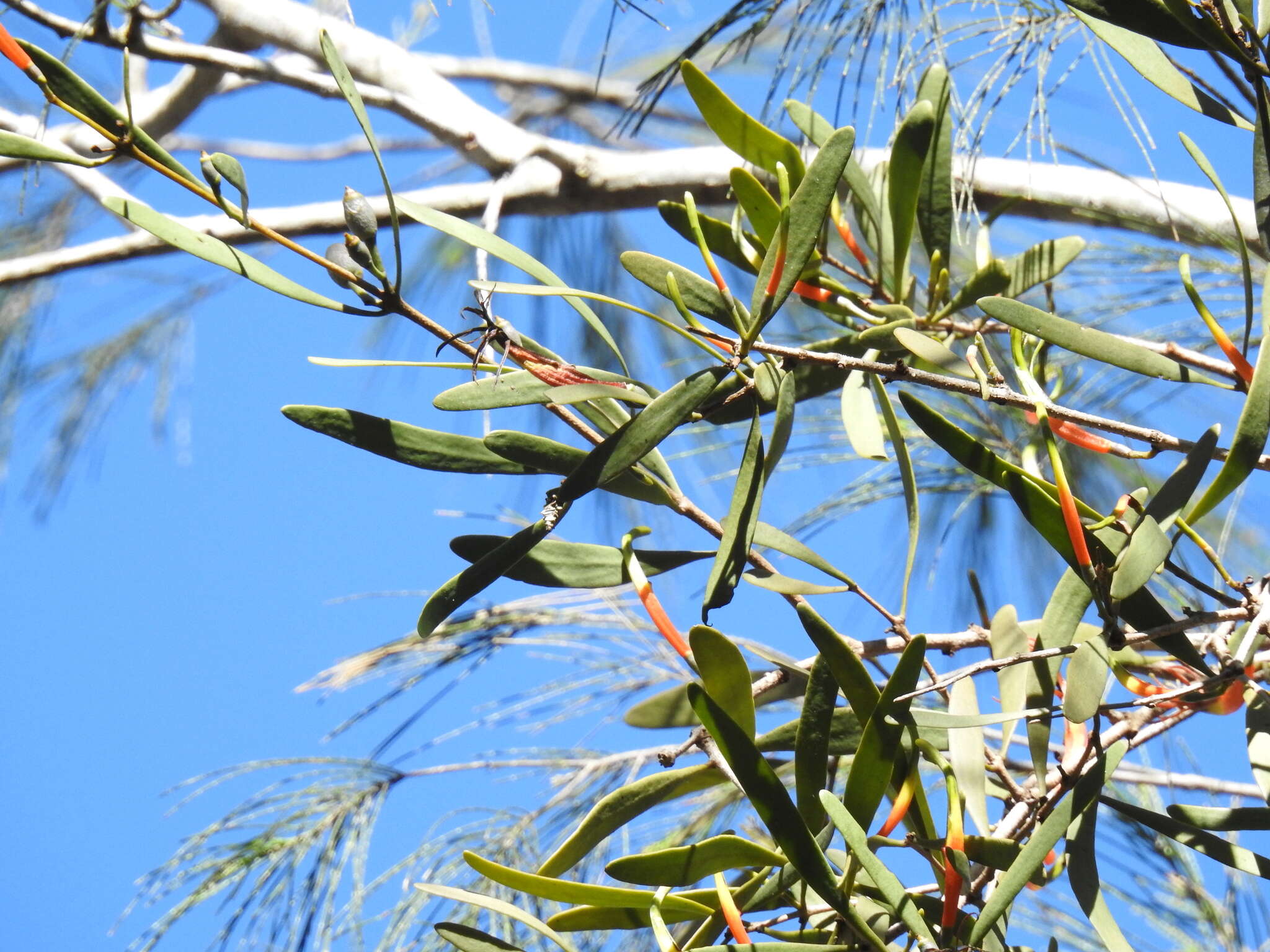 Image of Northern mistletoe