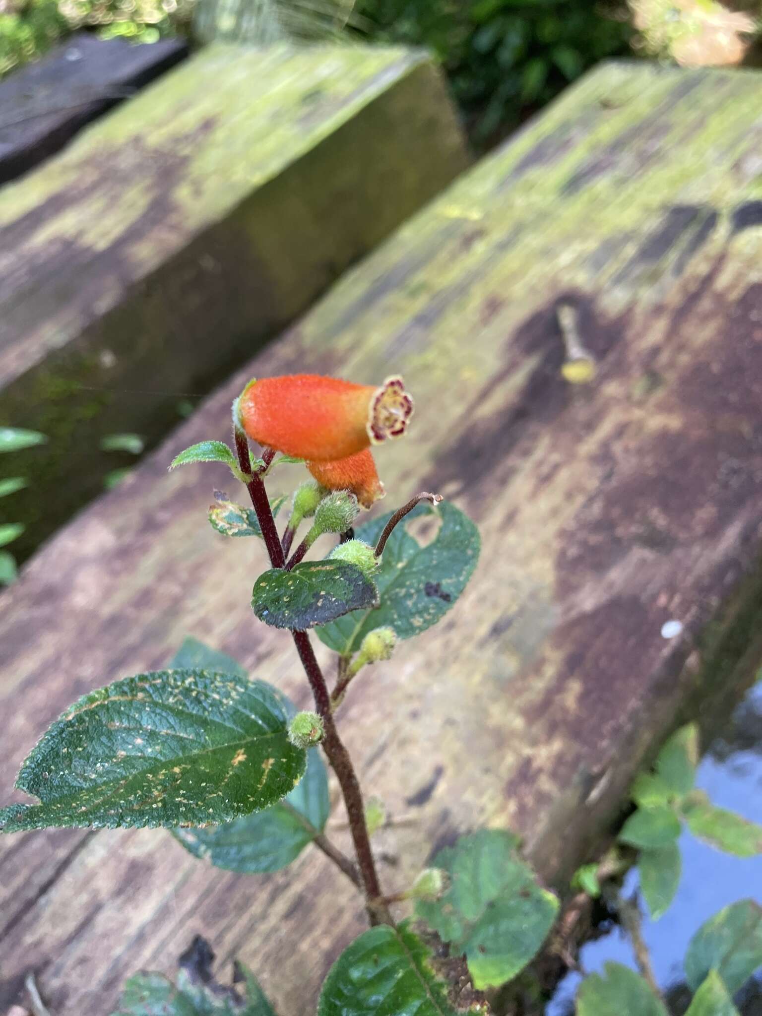 Image of Kohleria tubiflora (Cav.) Hanst.