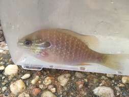 Image of Dollar Sunfish