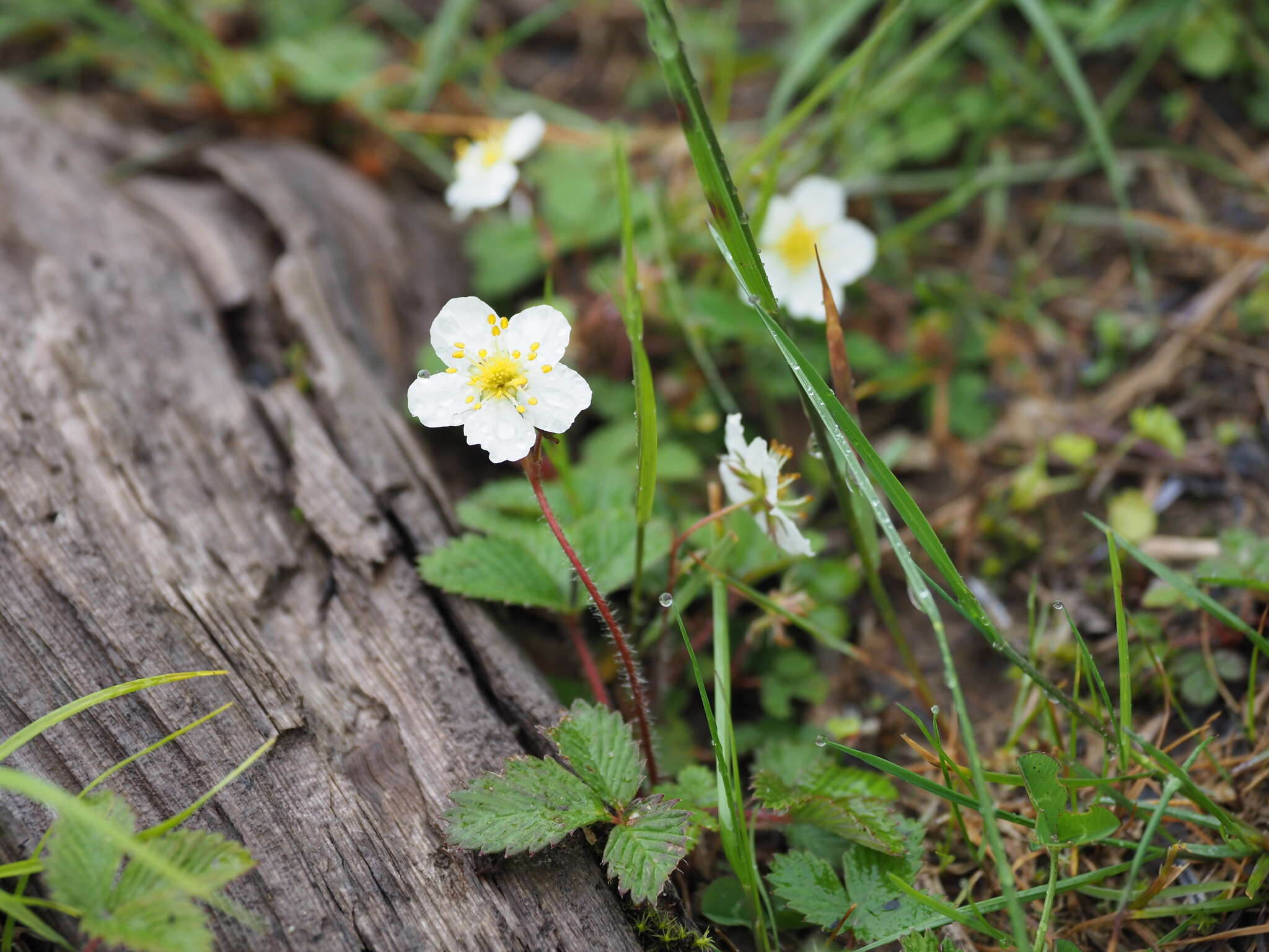 Image of Fragaria nipponica Makino