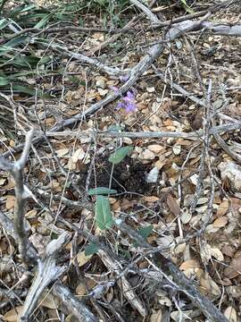 Image of bracted jewelflower