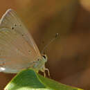 Image of Polyommatus dama (Staudinger 1892)