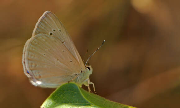 Image of Polyommatus dama (Staudinger 1892)