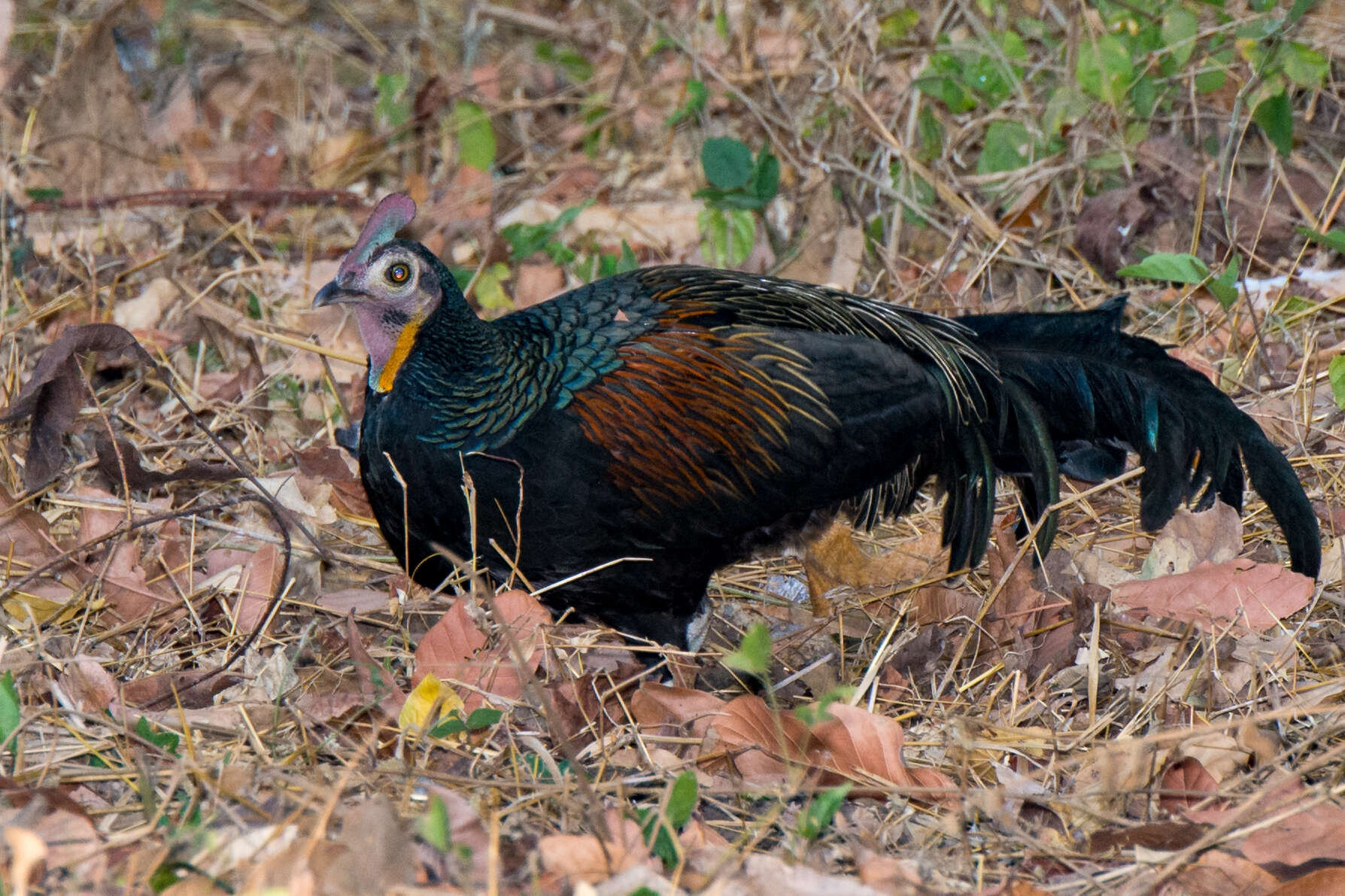 Image of Green Junglefowl