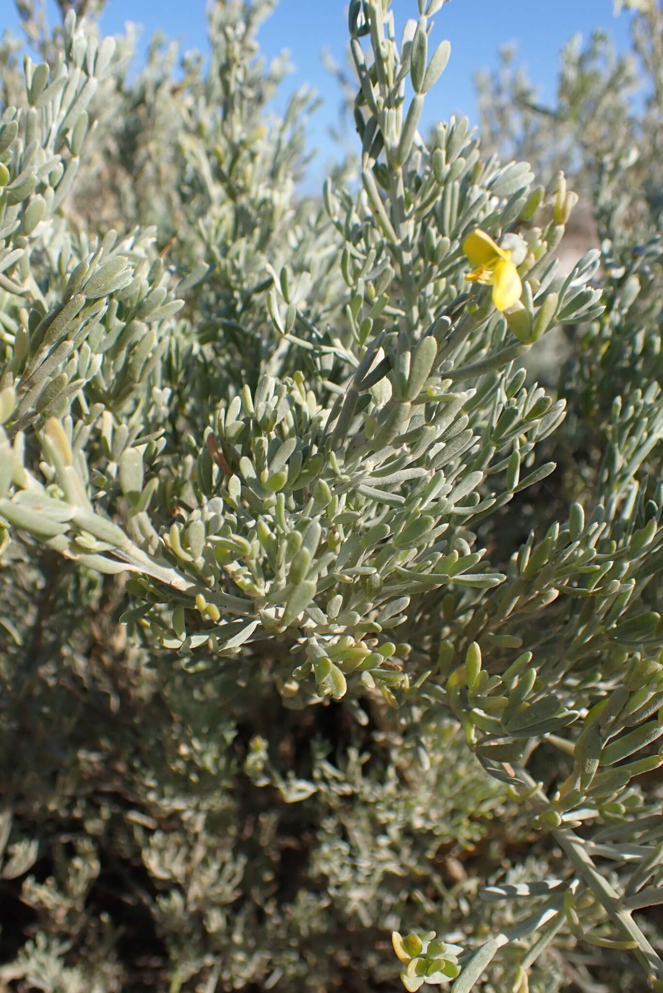 Image of <i>Calobota angustifolia</i>